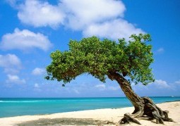 Aruba all-inclusive